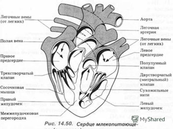 Структура сердца млекопитающих схема