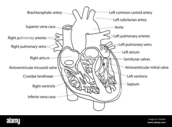 Строение сердца человека черно белое