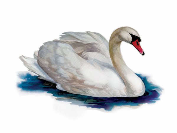 Лебедь шипун рисунок для детей