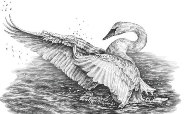 Лебедь шипун раскраска