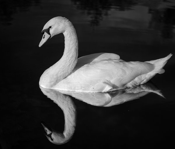 Гуси лебеди рисунок