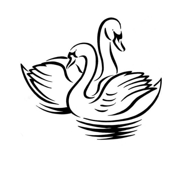 Лебеди (птицы)