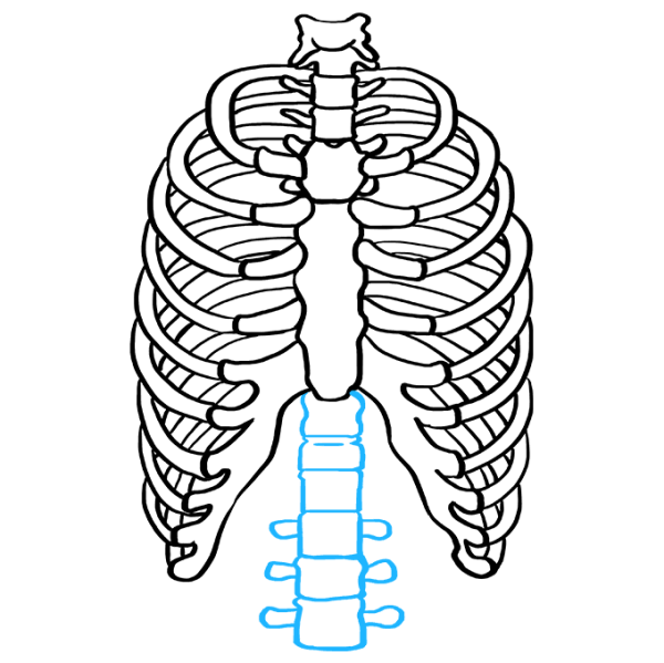Ребра карандашом