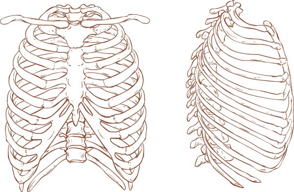 Эскиз на ребра