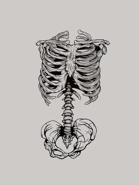 Трафарет грудной клетки скелета