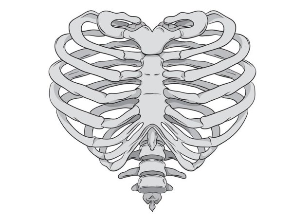 Ribcage Anatomy