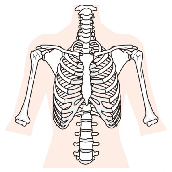 Скелет ребра