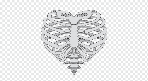 Скелет грудной клетки