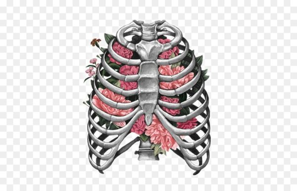 Анатомия Графика