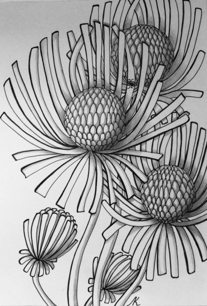 Зентангл цветы