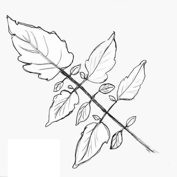 Нарисованные листья томата