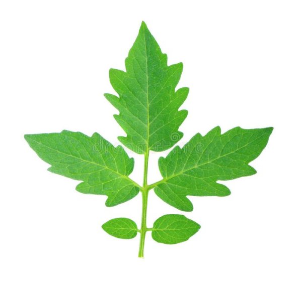 Помидор с листиком