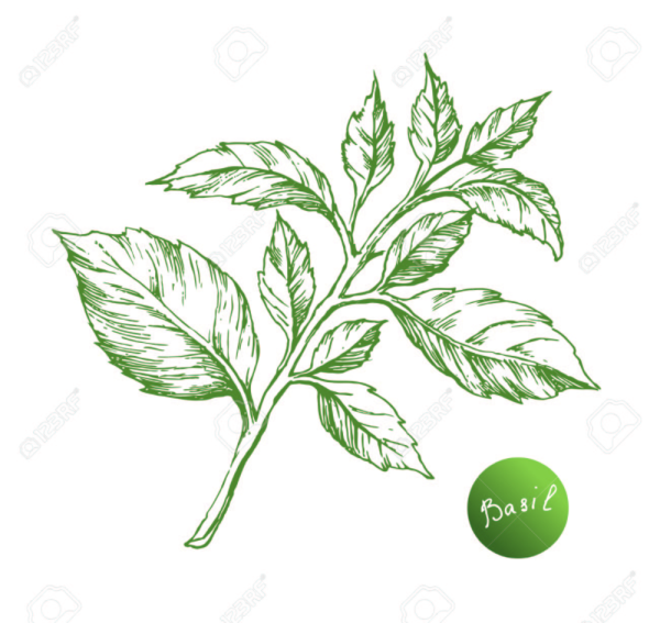 Базилик Графика