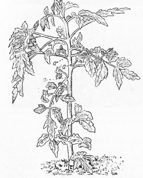 Пасынкование томатов рисунок