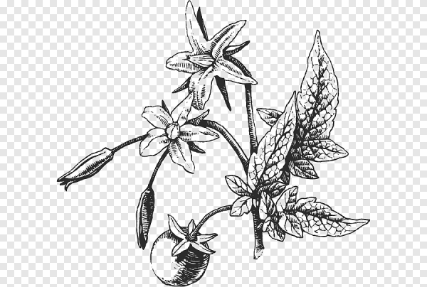 Лист томата рисунок