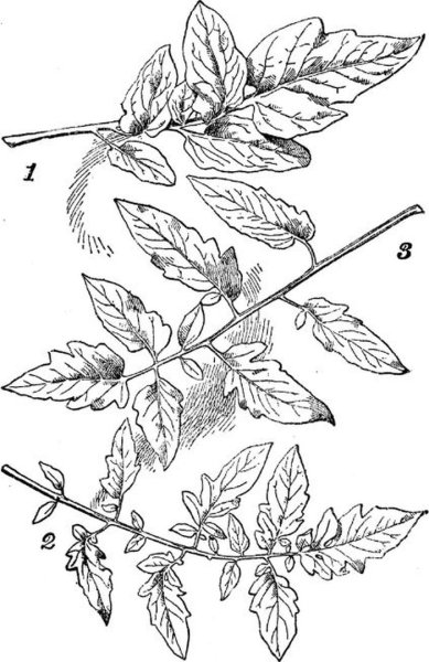Типы листьев томата