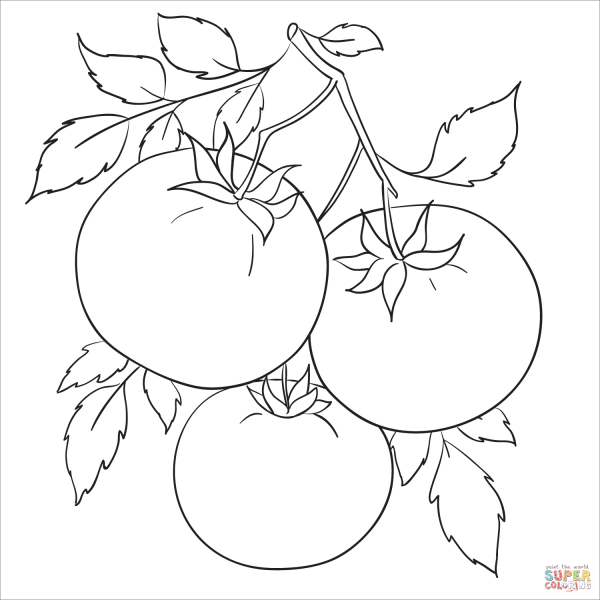 Помидор цветными карандашами