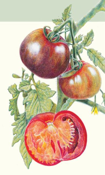 Раскраска помидоры на грядке