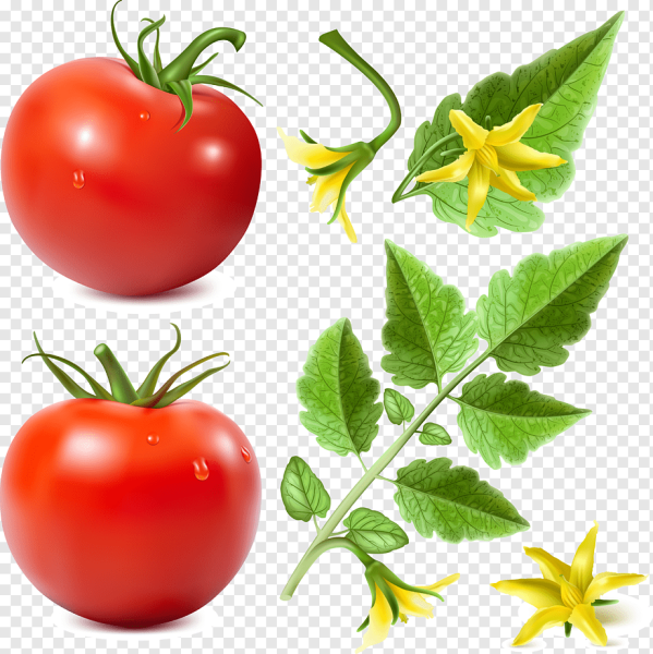 Листья томата