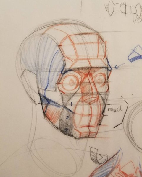 Рыжкин анатомия головы