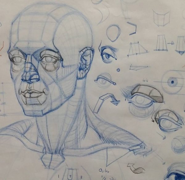 Рыжкин анатомия головы