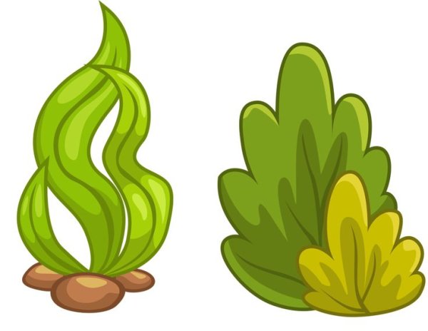 Морские растения