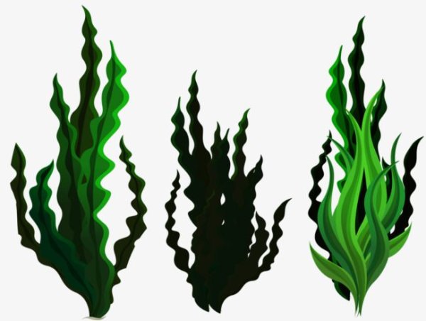 Водоросли мультяшные