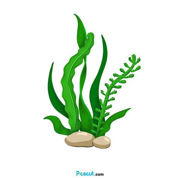 Речные водоросли съедобные