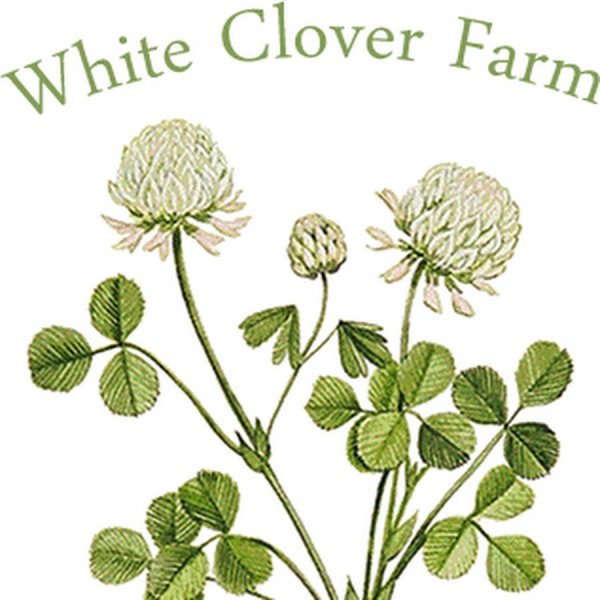 Вивация красный Клевер