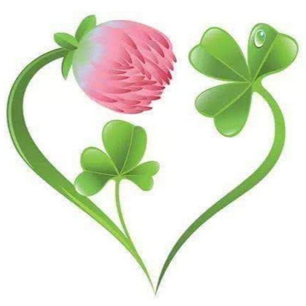 Клевер четырехлистник Цветущий