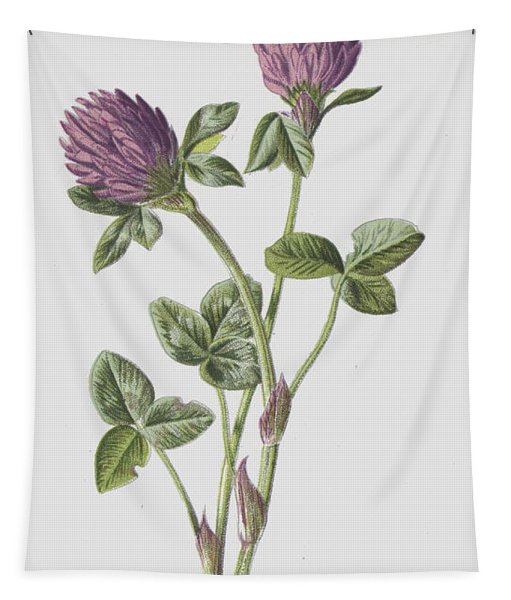 Белый Клевер арт