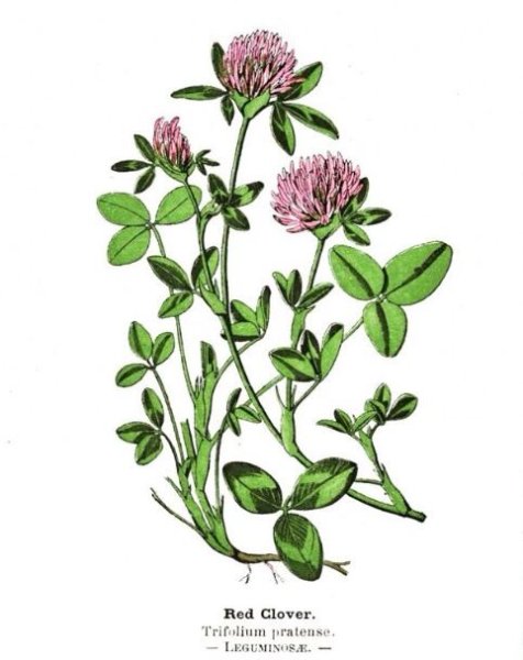 Клевер Луговой ботаника