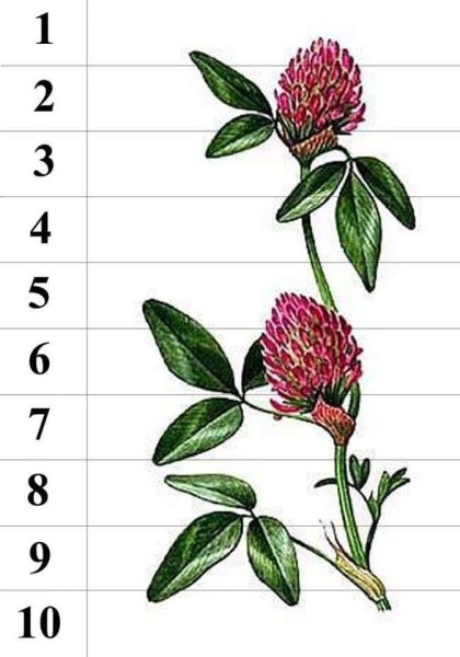 Полевые цветы раскраска