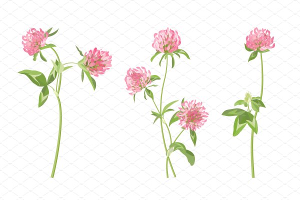 Клевер рисунок карандашом