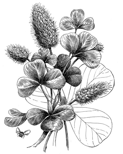 Trifolium pratense плод