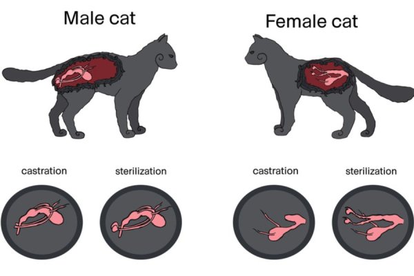 Стерилизация картинки мультяшные