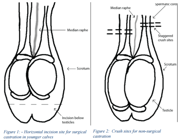 Мужские яички кастрации