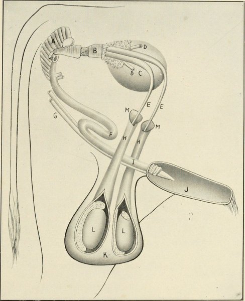 Кастрация иллюстрация