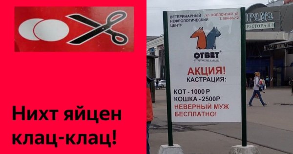 Кастрация Баранов Ветеринария