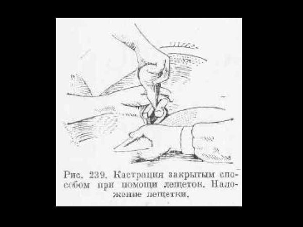 Эластратор для кастрации рисунок