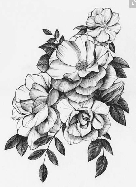 Пионы эскиз