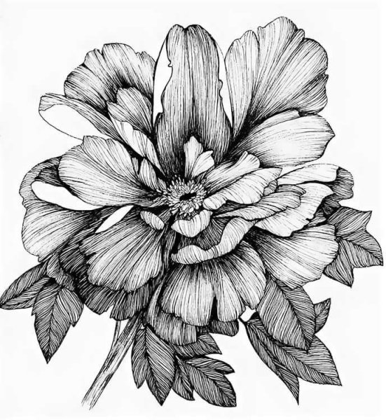 Пион Зентангл