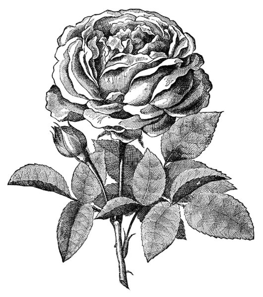 Гравюры растения