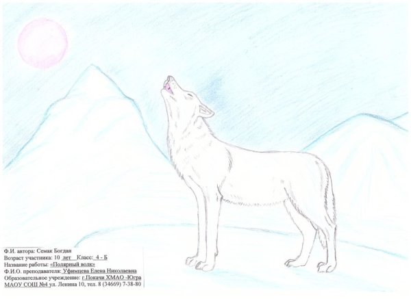 Арктический волк рисунок