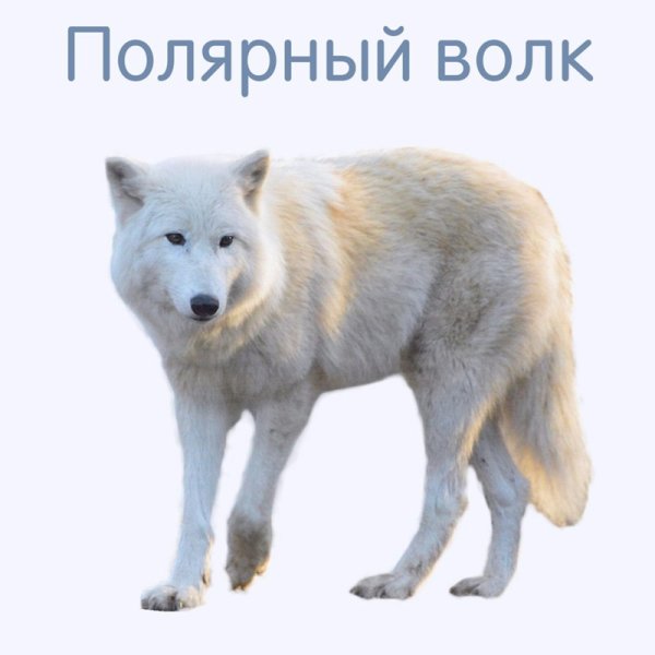 Животные севера для детей