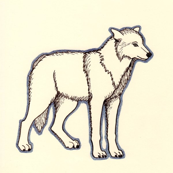 Виннипегский волк рисунок
