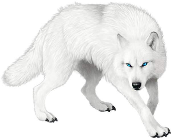 Полярный волк на белом фоне