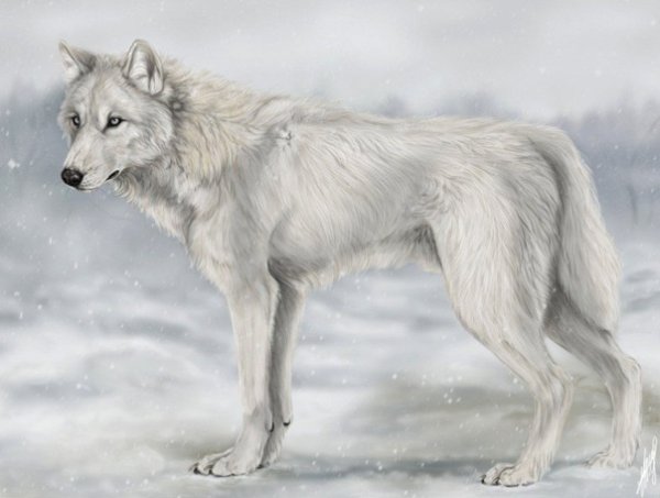 Белый волк рисунок