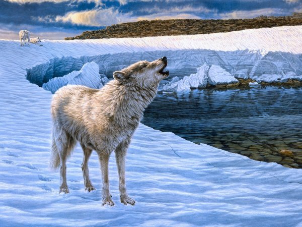 Полярный волк в тундре