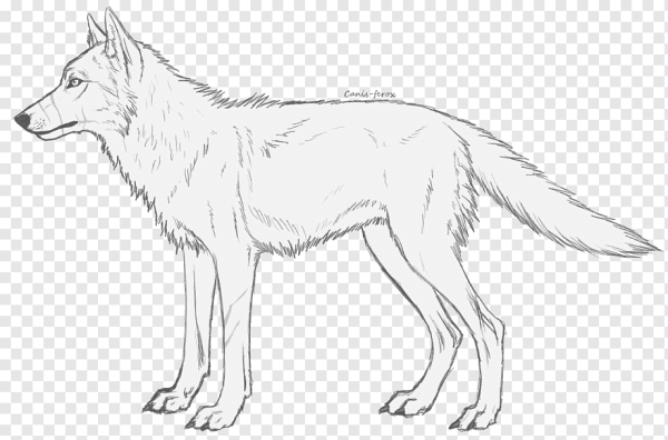 Арктический волк рисунок